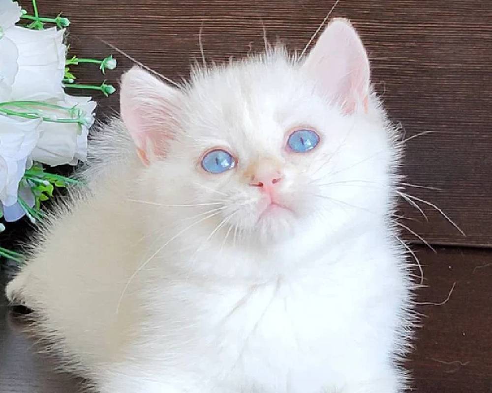 Santo: The Unseen Secret That’s Revolutionizing Pet Fitness and Wellness—Are You Ready to Discover It?