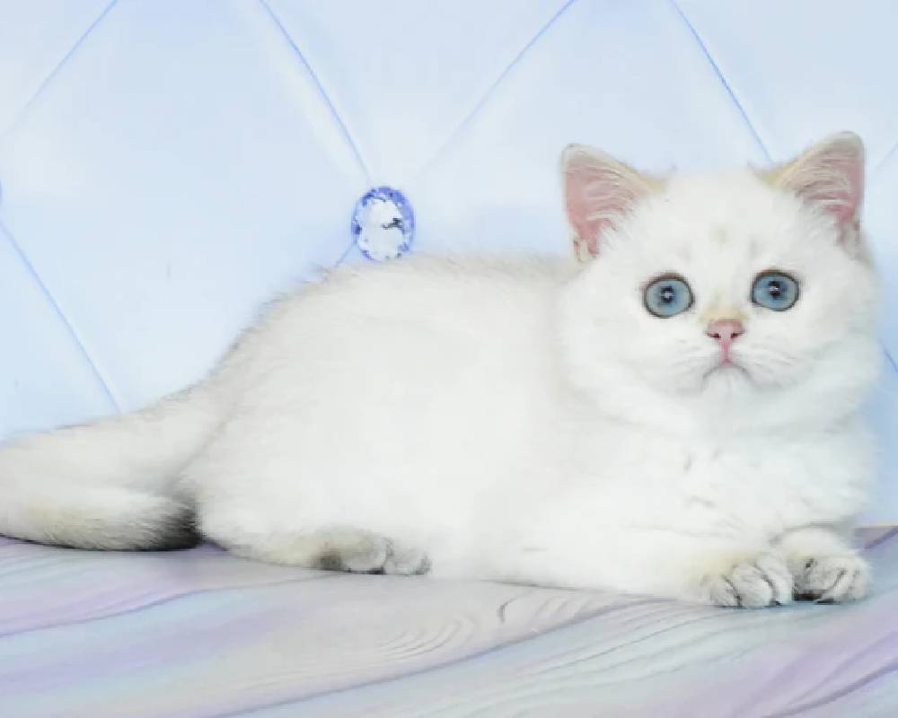 Sonya’s Secret: The Unexpected Connection Between Fitness and Pet Wellness That Could Change How You Live
