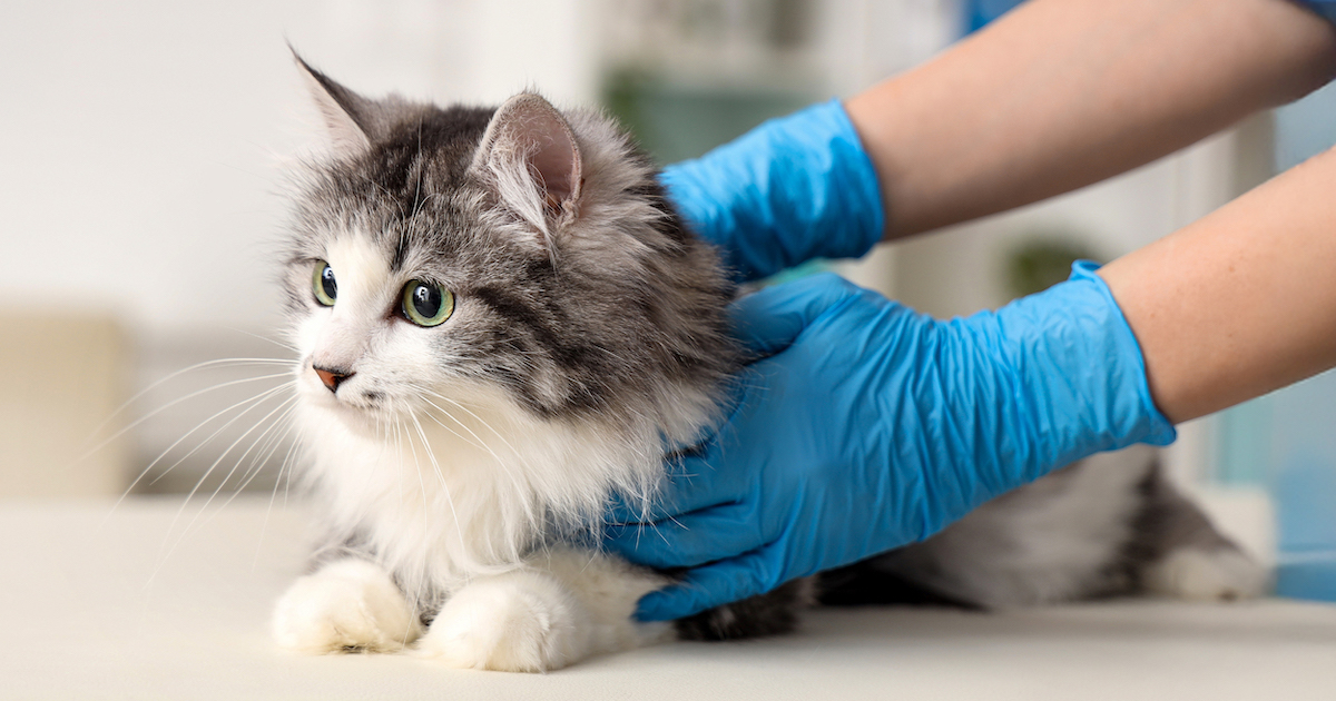 The Silent Threat Lurking in Your Cat’s Eyes: What Every Pet Owner Must Know About Feline Herpesvirus-1