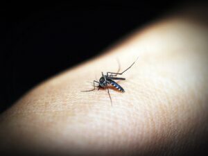The Surprising Summer Strategy Top Entrepreneurs Use to Outsmart Insect Bites and Stay Productive