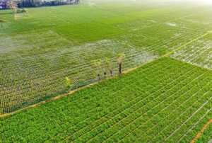 The Untold Secrets to Choosing the Perfect Agricultural Trading Company That Could Skyrocket Your Profits Overnight