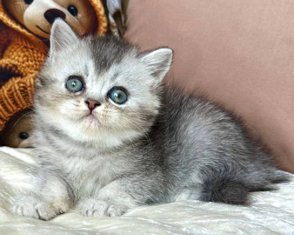 Tosha: The Unexpected Secret That’s Changing How We Train and Bond With Our Pets Forever