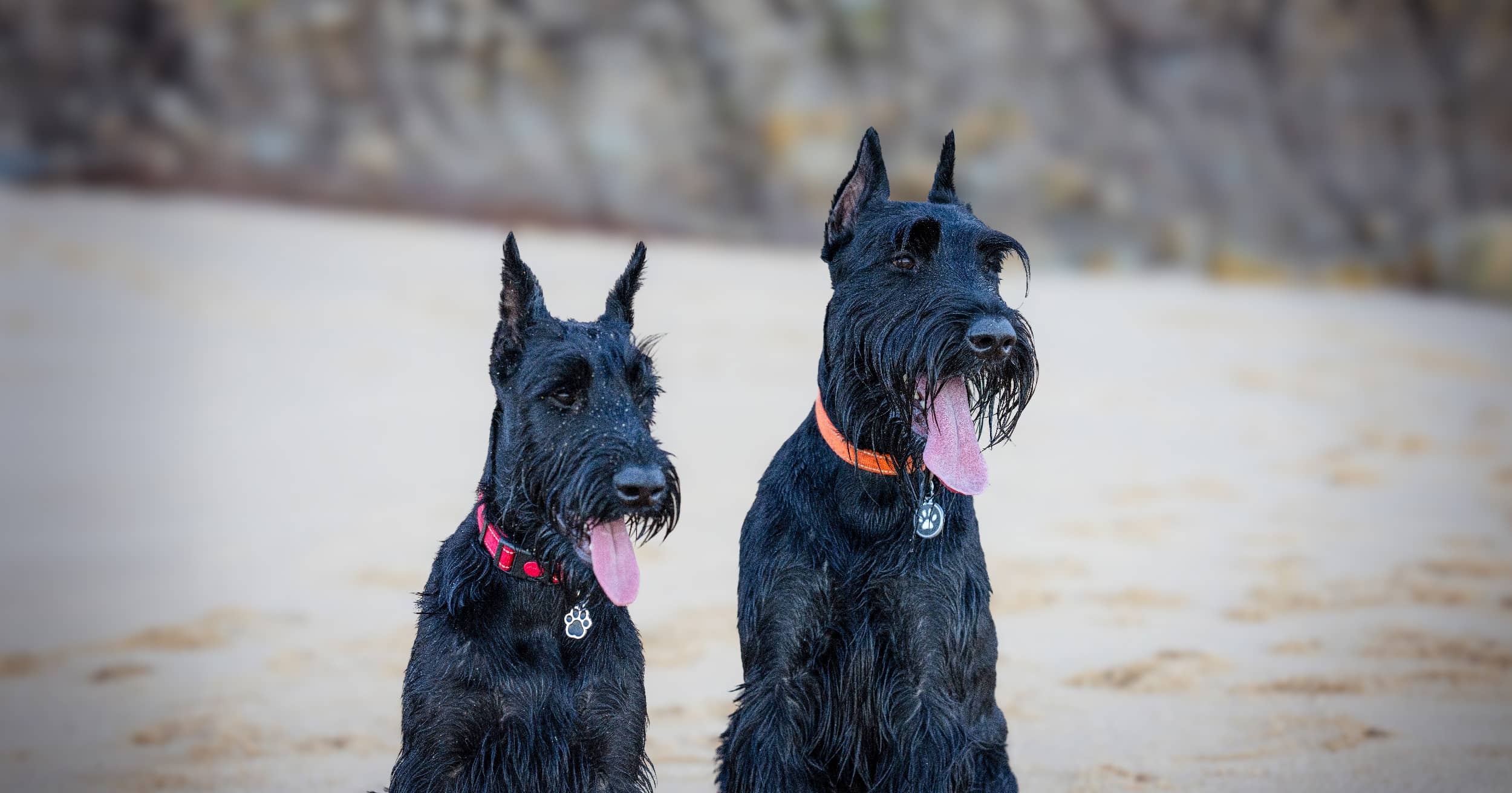 Unleash the Ultimate Protectors: Discover the Top 10 Guard Dogs That Will Change How You Feel About Security Forever