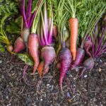 Unlock Nature’s Secret: This Unlikely Root Vegetable Could Revolutionize How You Control Blood Pressure!