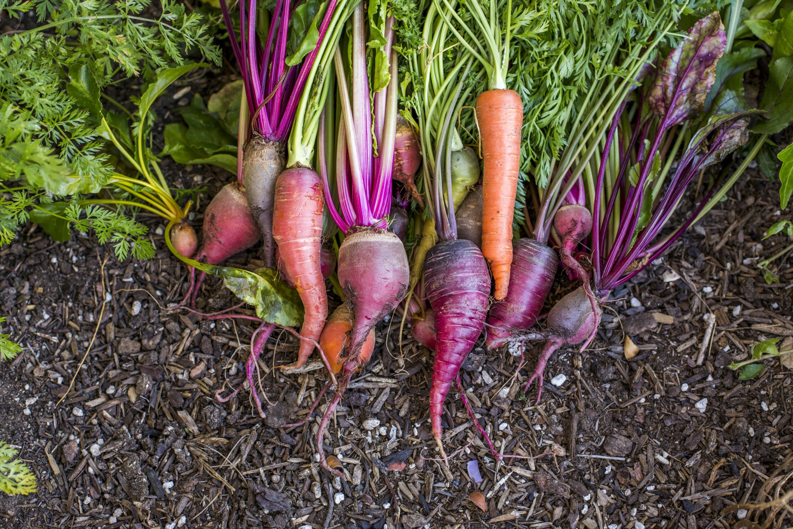 Unlock Nature’s Secret: This Unlikely Root Vegetable Could Revolutionize How You Control Blood Pressure!