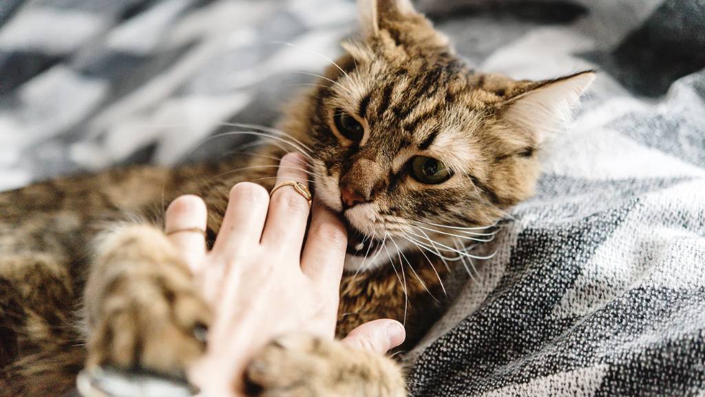 Unlock the Secret Reason Your Cat Suddenly Bites You—Vet Insights Revealed!