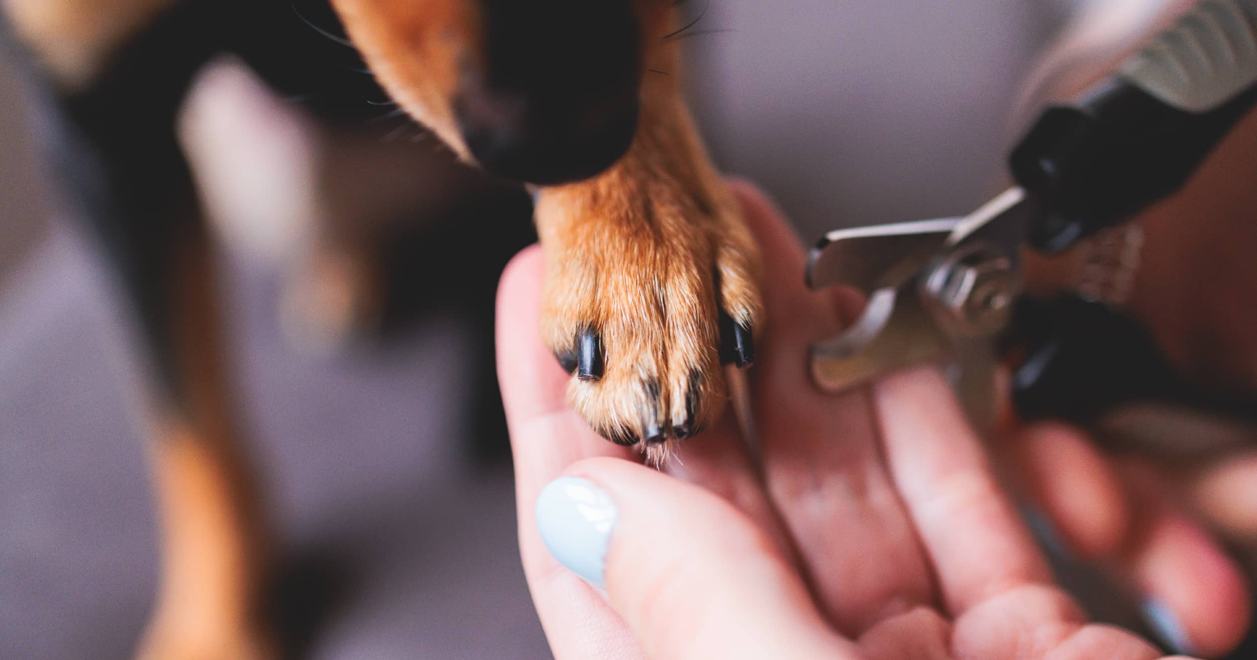 Unlock the Secret to Stress-Free Dog Nail Trims: What Every Pet Owner Needs to Know Before Their Next Clipping Session