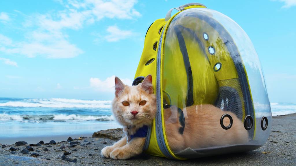 Unlock the Secret to Stress-Free Travel with Your Pets—Discover the Ultimate Guide to Adventures They’ll Never Forget!