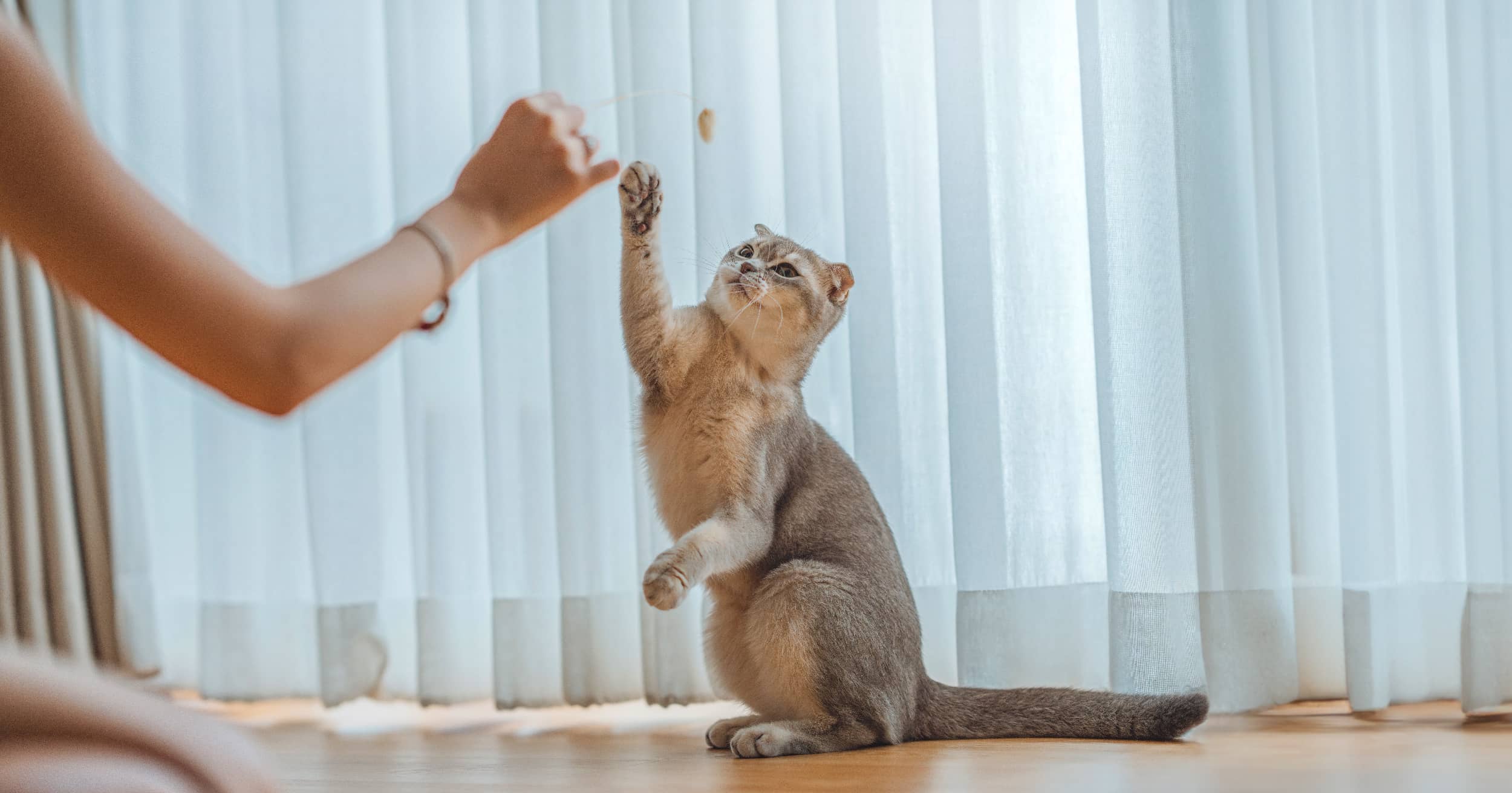 Unlock the Secret to Training Your Cat Like a Pro—Even If You’ve Tried Everything Else!