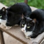 Unlock the Secret to Twin Cat Names That Capture Your Felines’ One-of-a-Kind Bond—Prepare to Be Inspired!