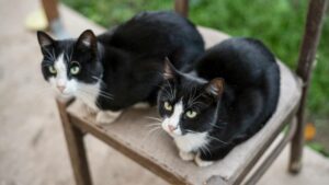 Unlock the Secret to Twin Cat Names That Capture Your Felines’ One-of-a-Kind Bond—Prepare to Be Inspired!