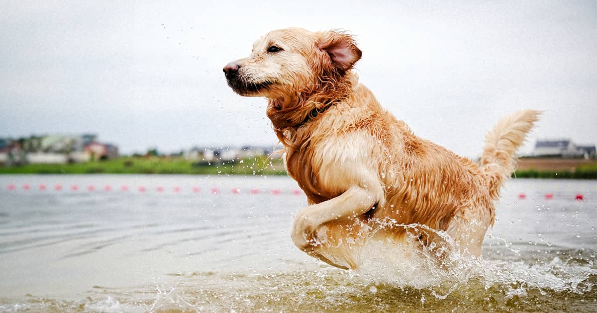 Unlock the Secret World of Retrievers: 6 Breeds That Will Change How You See Dogs Forever