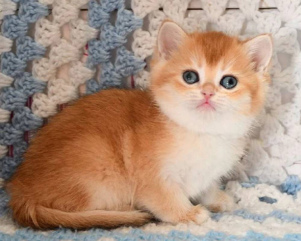 Unlock the Surprising Secret Behind QQ That Everyone’s Missing—And Why It Could Change Everything for Your Pet’s Health!