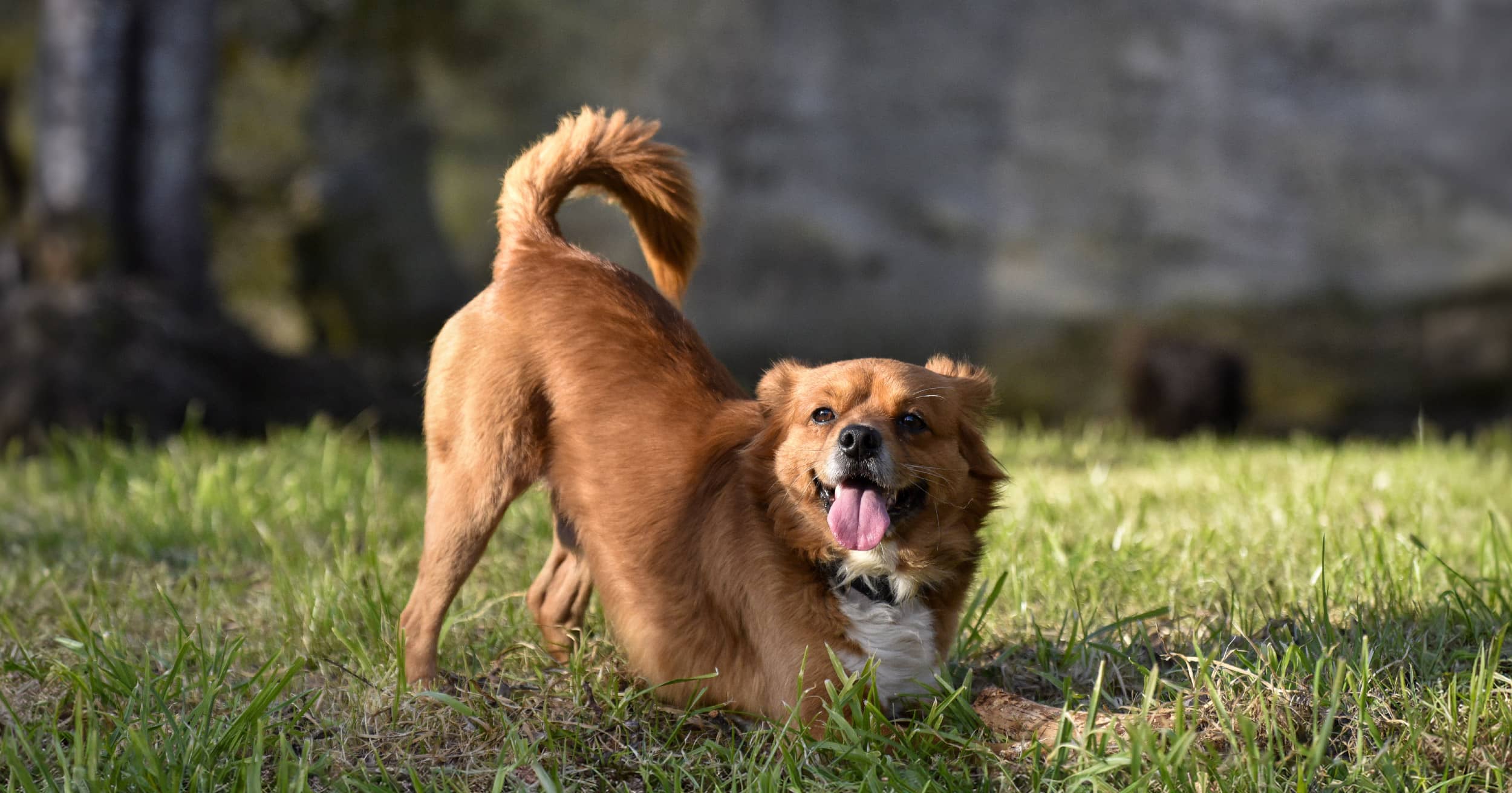 Unlocking the Secret Language of Your Dog’s Tail: What That Wag Really Means Might Surprise You!