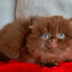 Violetta: The Surprising Truth Behind the Show That’s Taking Pet Lovers by Storm—What You Didn’t See Coming!