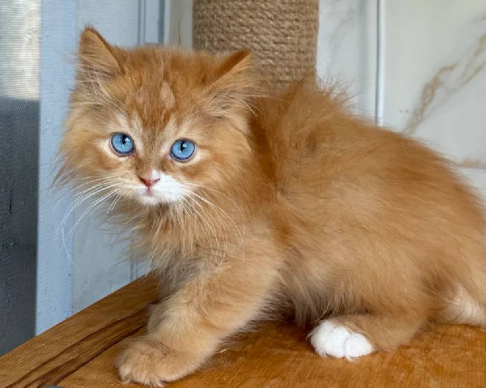 Why Your Pet Might Secretly Love the Chill — And What It Means for Their Health