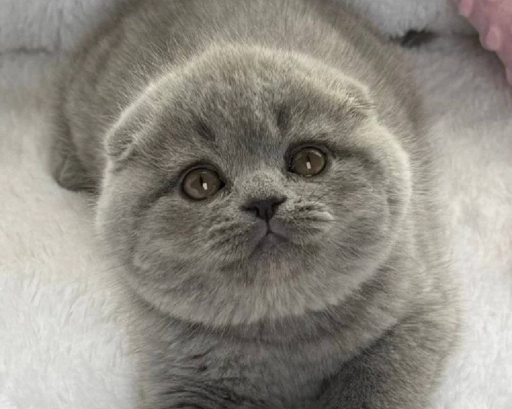 Yara: The Surprising Secret Behind This Name That’s Changing How We Think About Pets and Fitness—You Won’t Believe What It Means!