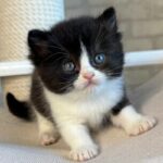 Discover Luntik’s Secret World: What Every Pet Lover Needs to Know Before It’s Too Late!