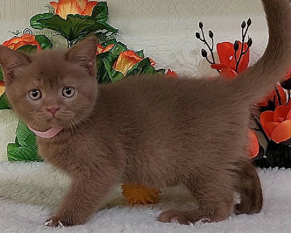 Foxy Unleashed: The Surprising Secrets That Will Transform Your Pet’s Life Forever