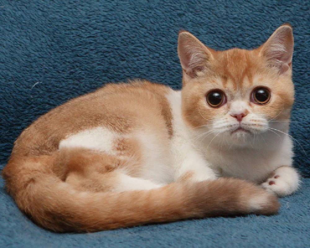 Kapelka: The Surprising Hidden Secret Every Pet Owner Needs to Know Right Now