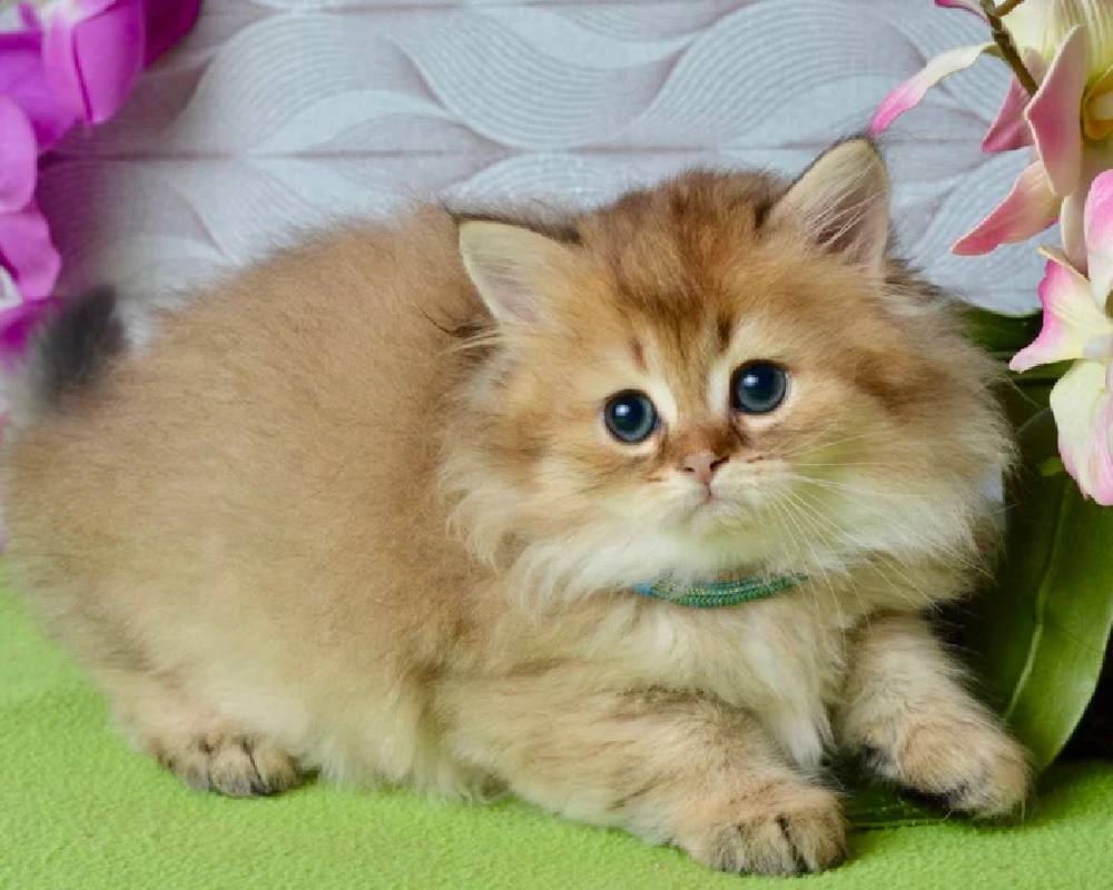 Liam’s Secret Workout Routine: The Surprising Pet-Inspired Hack That Changed Everything
