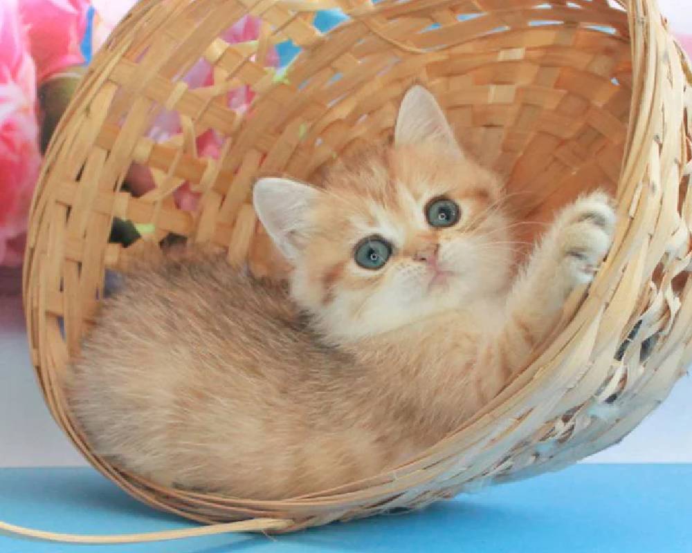 Malvina: The Surprising Fitness Secret Hidden in Your Pet’s Daily Routine You’ve Never Heard Of