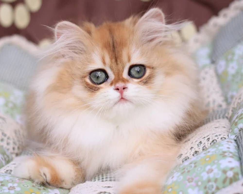 Margo: The Surprising Secret Behind This Pet’s Unstoppable Energy and Joy Revealed!