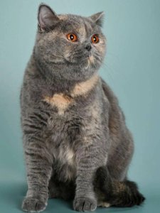 Quinta: The Secret Element Every Pet Owner Overlooks That Could Transform Your Furry Friend’s Health Forever
