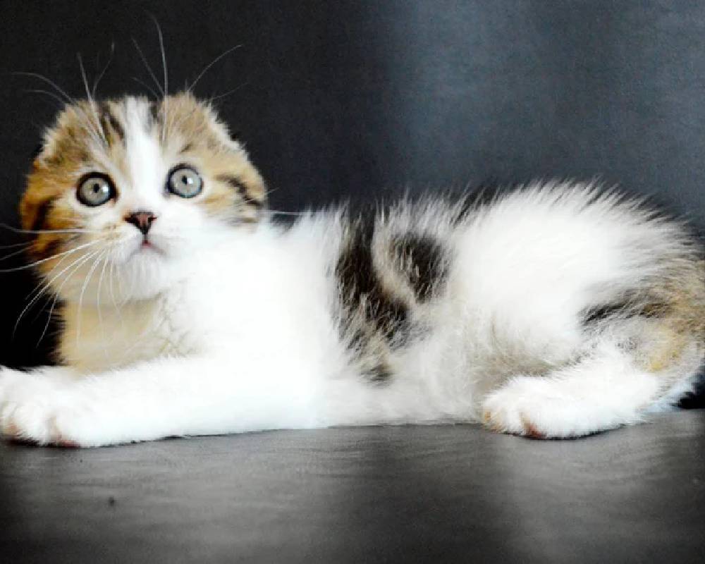 Solomon: The Unexpected Secret Behind His Legendary Wisdom That Every Pet Owner Needs to Know