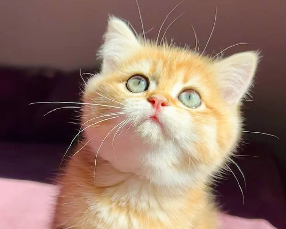 Una: The Unseen Bond That’s Revolutionizing How We Understand Our Pets—Are You Ready to Discover the Secret?