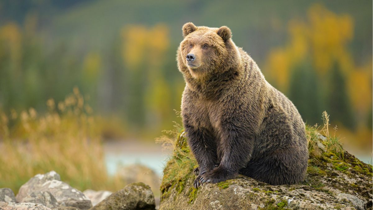 Uncover the Surprising Power and Purpose Behind Fat Bear Week’s Fiercest Contenders—Who Will Claim the Crown?