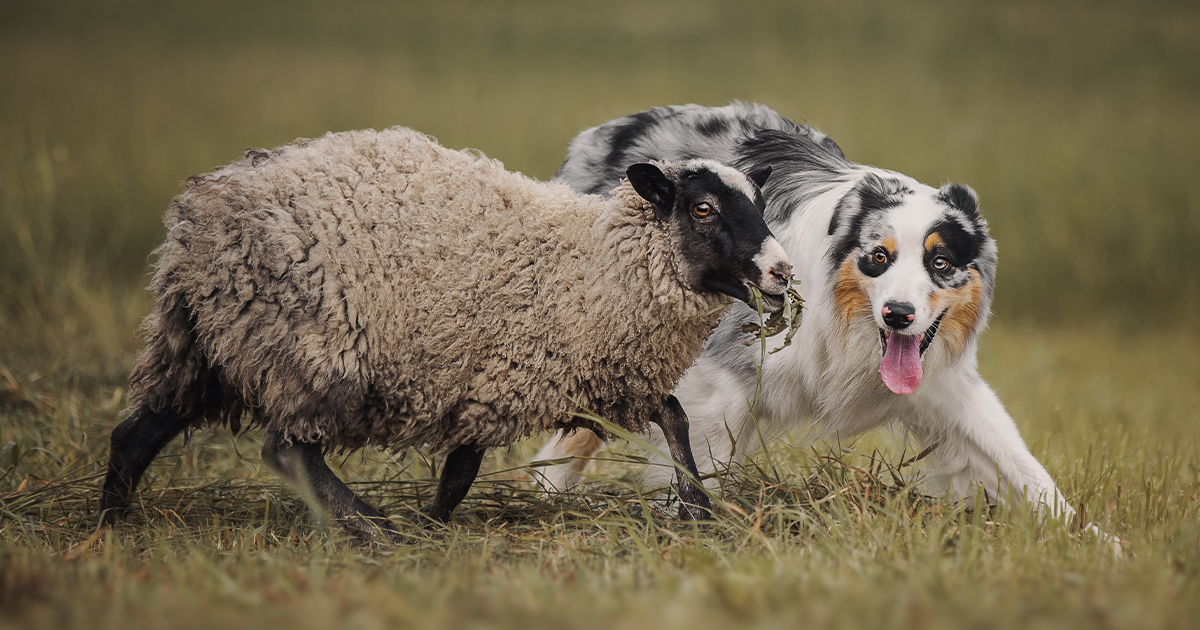 Unlock the Secret World of Herding Dogs: Which Breed Rules the Field and Why?