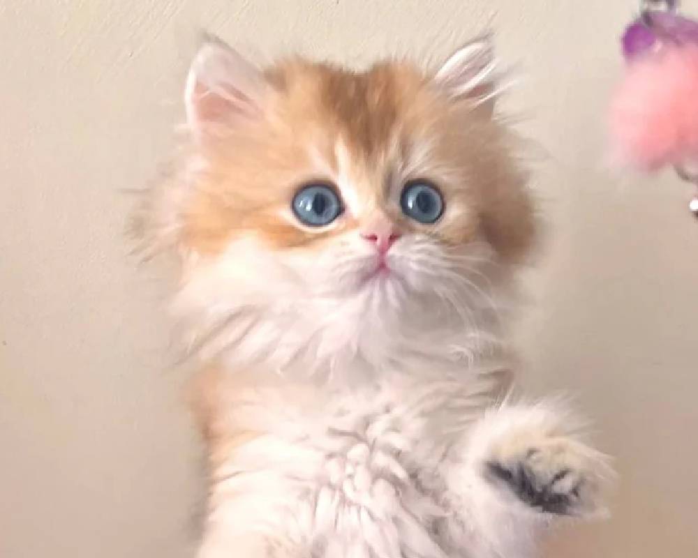 Unlock the Surprising Secret Behind Filya That Every Pet Owner Needs to Know Now