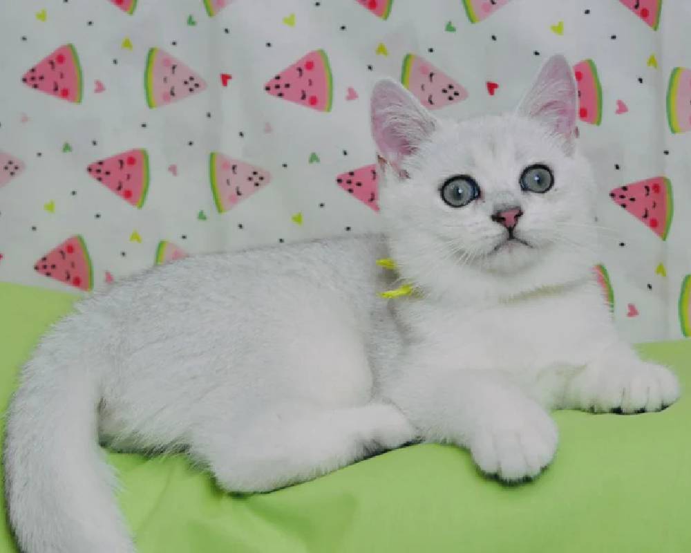 Unlocking Emic: The Surprising Secret That Could Transform How You Understand Your Pets Forever