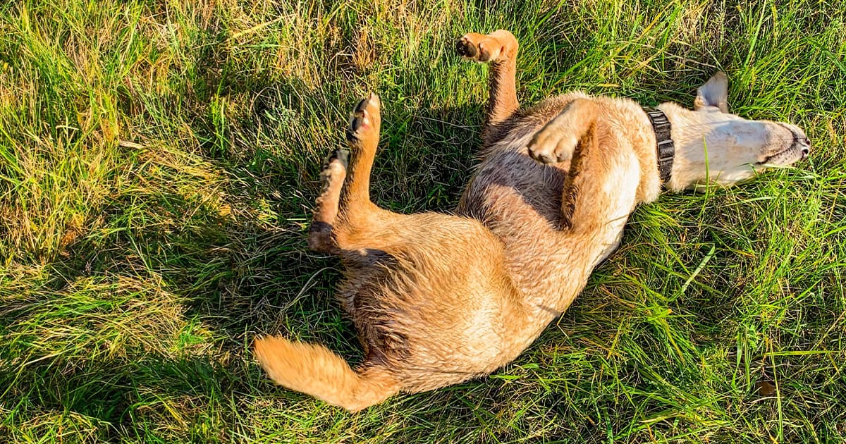 Unlocking the Gross Truth: Why Your Dog Can’t Resist Rolling in Poop (And What It Means for You)