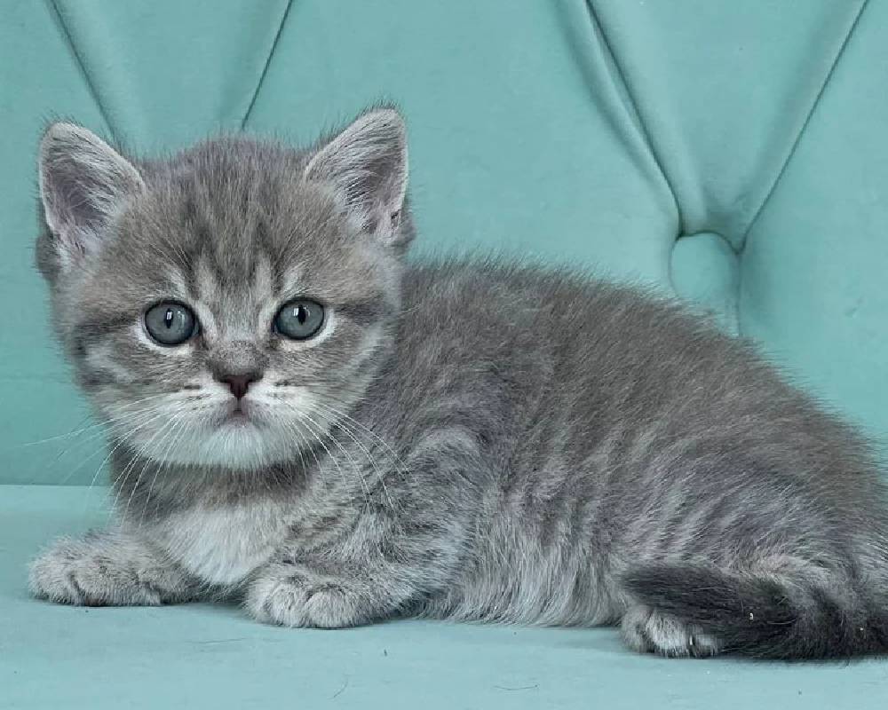 Unlocking the Hidden Power of Diamonds: What Every Pet Owner and Fitness Fan Must Know!