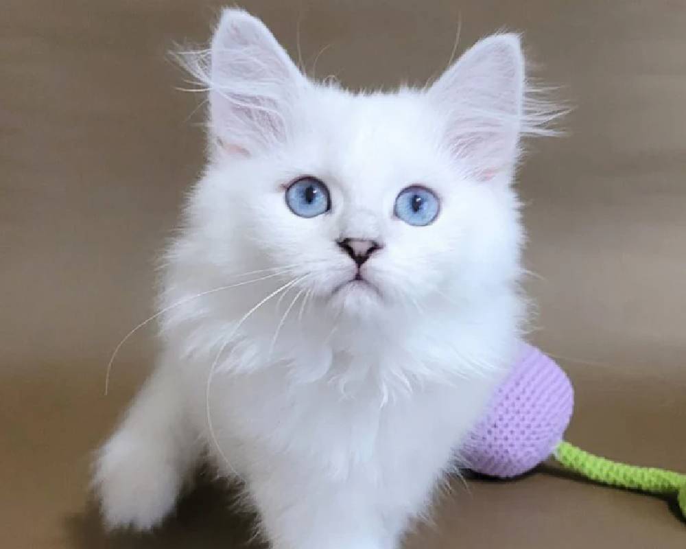 Ursula’s Surprising Secret: What Every Pet Owner Needs to Know Before It’s Too Late