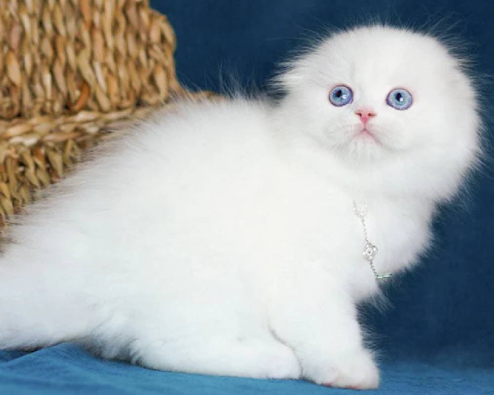 Xia: The Surprising Connection Between Your Pet’s Health and Unseen Fitness Secrets You Need to Know Now