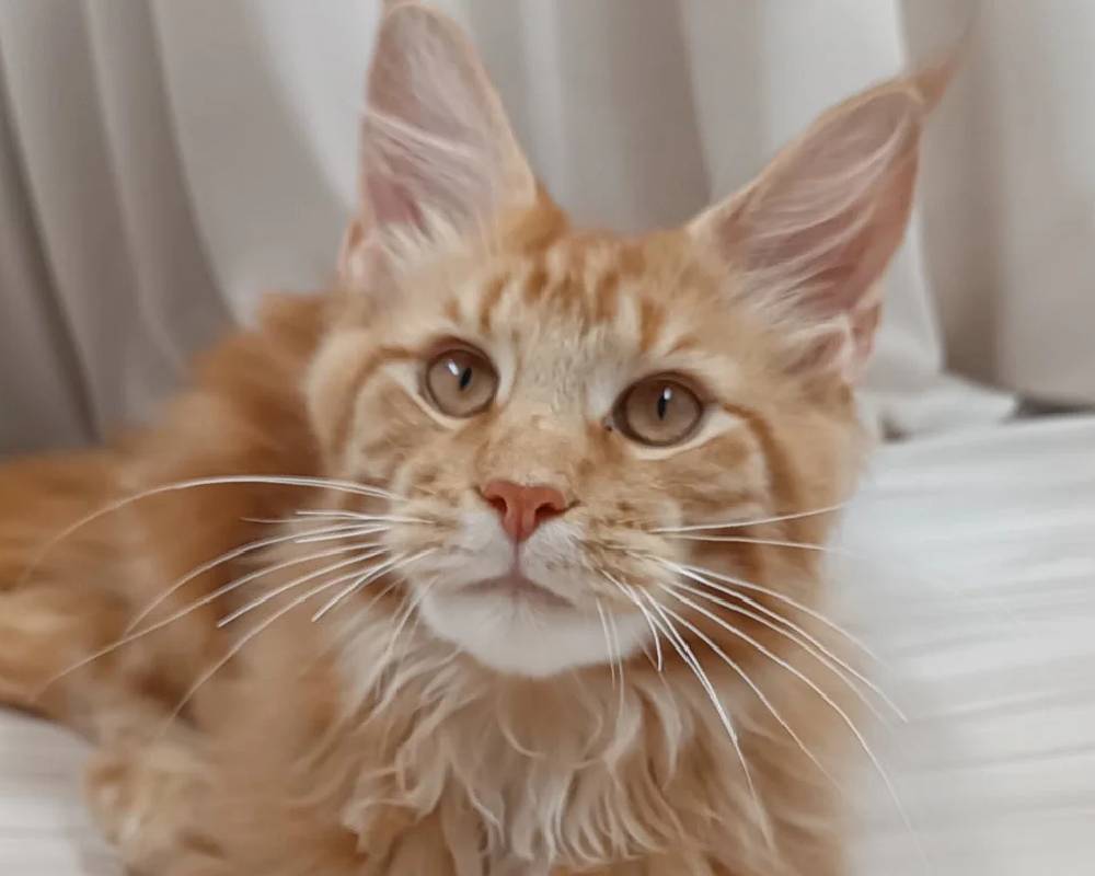 Angelo: The Surprising Secret Behind This Fitness Icon’s Unstoppable Energy—and What Pet Owners Can Learn From It!