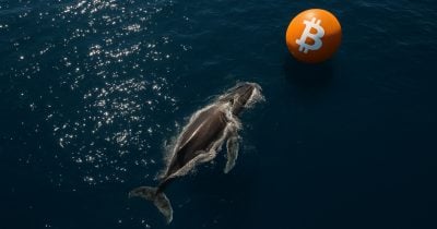 Bitcoin Whale’s $356.6M BTC Haul: Is This the Silent Move That Signals the Next Crypto Tsunami?
