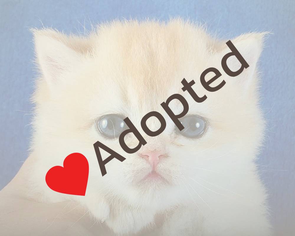 Danya: The Surprising Connection Between Your Fitness Routine and Your Dog’s Hidden Talents You Never Knew