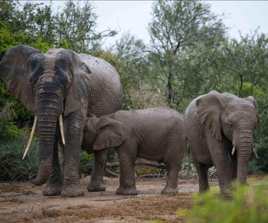 Discover the Untouched Jewel of South Africa’s Eastern Cape: Where Wildlife Conservation and Safari Adventure Collide