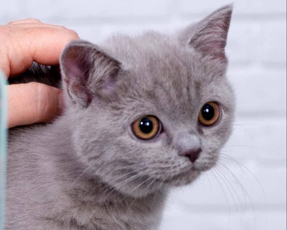 Elfi Unveiled: The Surprising Secret Behind This Fitness Phenomenon That Even Experts Miss