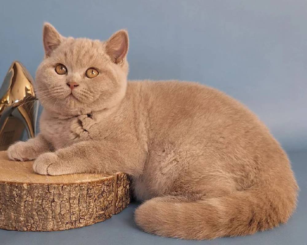 Imbir: The Surprising Superfood Your Fitness Routine and Furry Friend Both Secretly Need