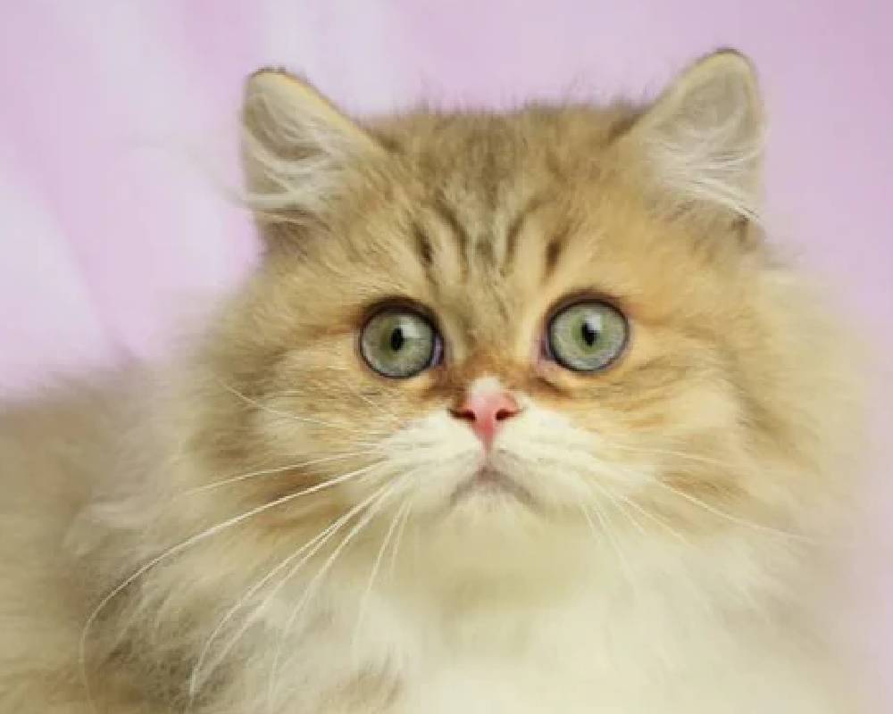 Is Puffy the Ultimate Game-Changer in Pet Comfort or Just Another Hype?