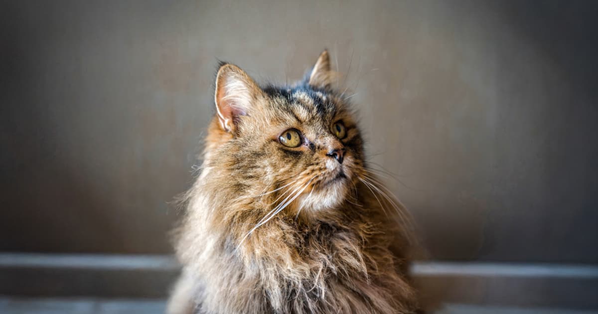 Is Your Cat Forgetting More Than Just Your Name? The Shocking Truth About Feline Dementia Revealed!