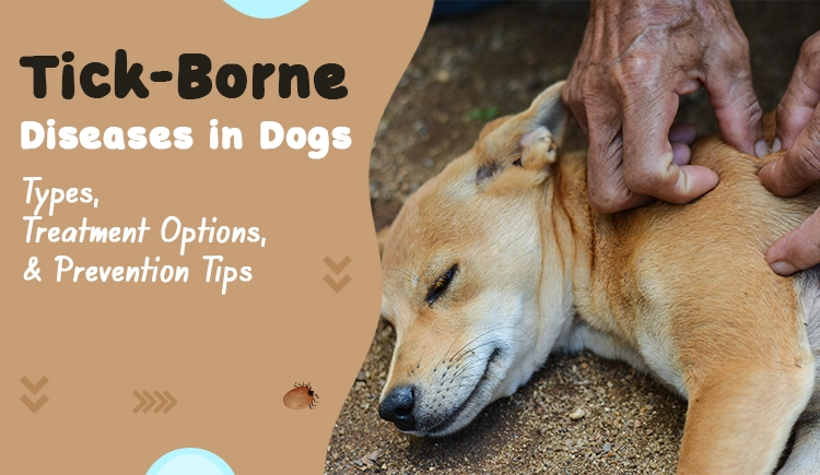 Is Your Dog Really Safe? The Hidden Threats of Tick-Borne Diseases You Can’t Afford to Ignore