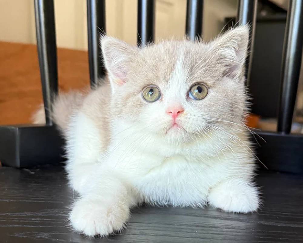 Jupiter’s Secrets Unleashed: What This Giant Planet Can Teach Us About Strength and Survival – Prepare to Be Amazed!