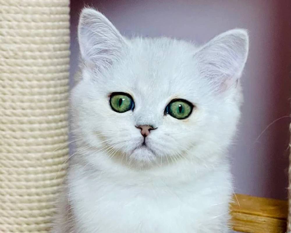 Kelly’s Surprising Secret to Balancing Fitness, Furry Friends, and Fierce SEO Success Revealed!