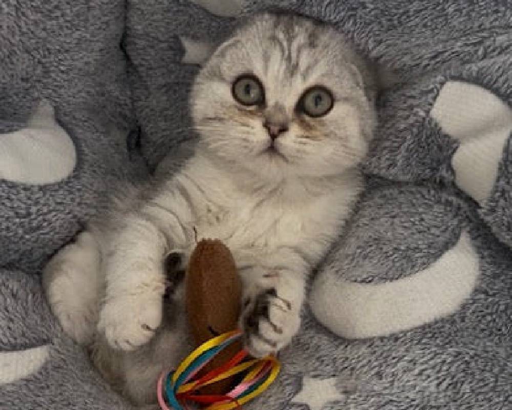 Quentin: The Unexpected Fitness Secret Your Dog Wishes You Knew—Prepare to Be Surprised!